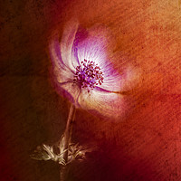 Buy canvas prints of Abstract Anemone by richard sayer
