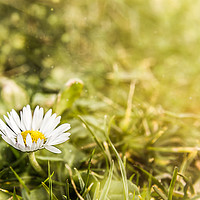 Buy canvas prints of Spring Daisy by richard sayer