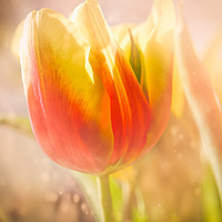Buy canvas prints of Flaming Tulip by richard sayer