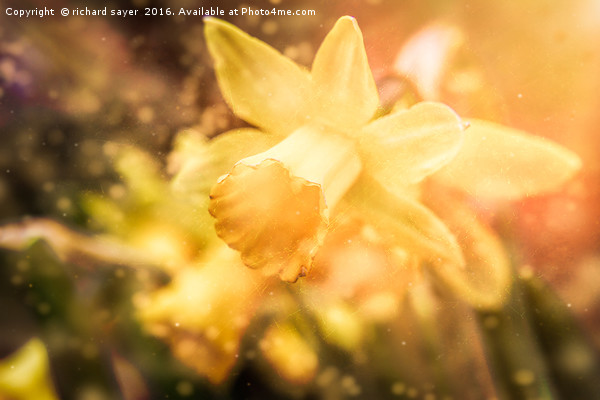 St Davids Daffodil Picture Board by richard sayer