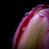 Buy canvas prints of Tulip Tears by richard sayer