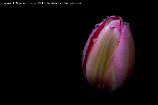 Dew Kissed Tulip Picture Board by richard sayer