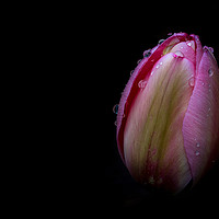 Buy canvas prints of Dew Kissed Tulip by richard sayer