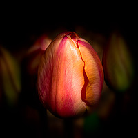 Buy canvas prints of Spring Emergence by richard sayer