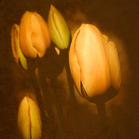 Buy canvas prints of Vintage Amsterdam Tulips by richard sayer