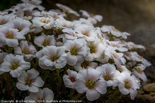 Saxifraga Dream Picture Board by richard sayer