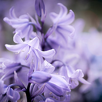 Buy canvas prints of Bluebell Dreams by richard sayer