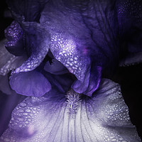 Buy canvas prints of Blue Iris by richard sayer