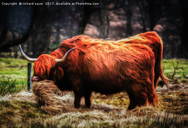 Hairy Coo Picture Board by richard sayer
