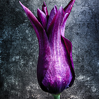 Buy canvas prints of Steel Tulip by richard sayer