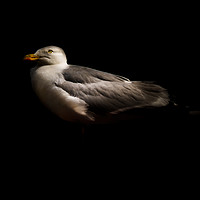 Buy canvas prints of Herring Gull by richard sayer