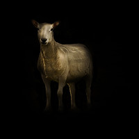 Buy canvas prints of Heres looking at Ewe by richard sayer