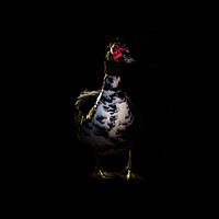 Buy canvas prints of Muscovy Duck Portrait by richard sayer