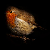 Buy canvas prints of A bird in the Bush by richard sayer