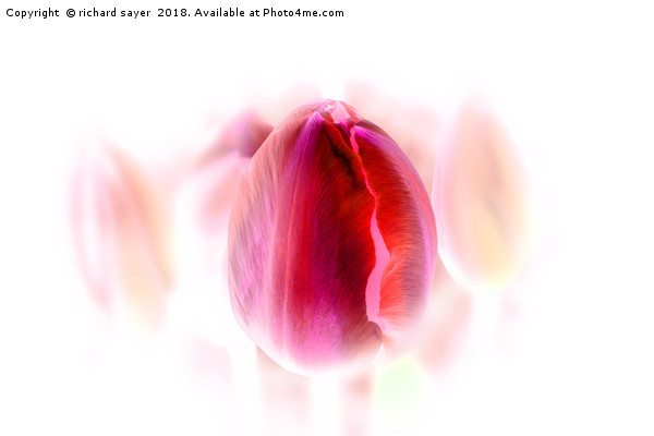 Tulip Inversion Picture Board by richard sayer