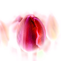 Buy canvas prints of Tulip Inversion by richard sayer