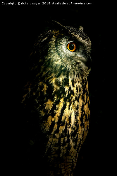 Eagle Owl Portrait Picture Board by richard sayer