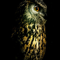 Buy canvas prints of Eagle Owl Portrait by richard sayer