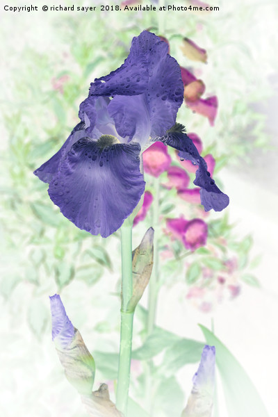 Summer Iris Picture Board by richard sayer