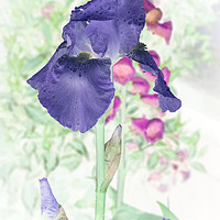 Buy canvas prints of Summer Iris by richard sayer