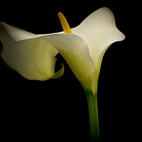 Buy canvas prints of Classic Calla Lily by richard sayer