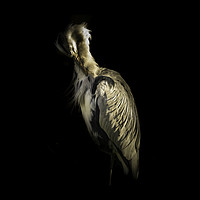 Buy canvas prints of Grey Heron Portrait by richard sayer