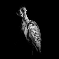 Buy canvas prints of Grey Heron Black and White by richard sayer