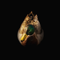 Buy canvas prints of Male Mallard Duck by richard sayer