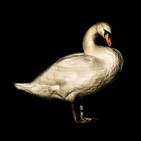 Buy canvas prints of Mute Swan Portrait. by richard sayer