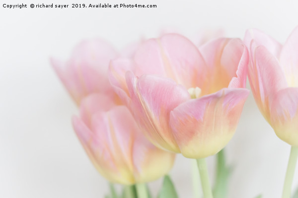 Pastel Tulips Picture Board by richard sayer
