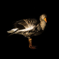 Buy canvas prints of Greylag Goose by richard sayer