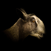 Buy canvas prints of Majestic Bluefaced Leicester Sheep by richard sayer