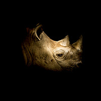 Buy canvas prints of Black Rhino by richard sayer
