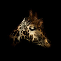 Buy canvas prints of Rothschilds Giraffe by richard sayer
