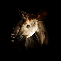 Buy canvas prints of Enchanting Okapi Encounter by richard sayer