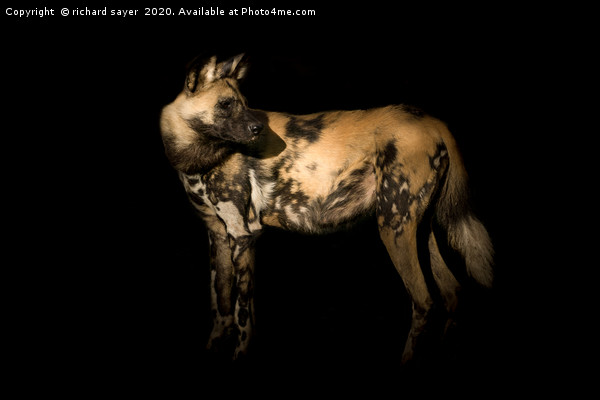 Majestic African Painted Dog Hunts in Packs Picture Board by richard sayer