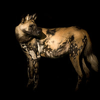 Buy canvas prints of Majestic African Painted Dog Hunts in Packs by richard sayer