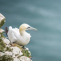 Buy canvas prints of Perched by richard sayer