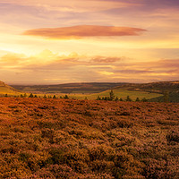 Buy canvas prints of Heather Down by richard sayer