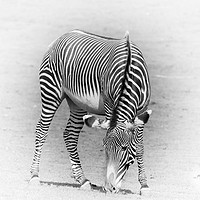 Buy canvas prints of Grazing Zebra by richard sayer