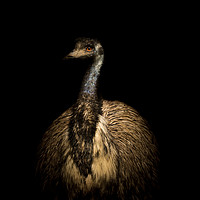 Buy canvas prints of Emu Portrait by richard sayer