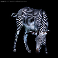 Buy canvas prints of Majestic Zebra Grazing by richard sayer