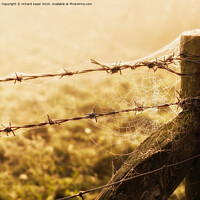 Buy canvas prints of Web Protection by richard sayer