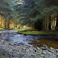 Buy canvas prints of Snake Pass Woodlands by Steve Connolly