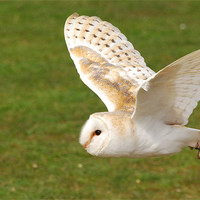 Buy canvas prints of Barn Owl Flight by Mark McDermott