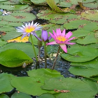Buy canvas prints of 3 Lilies in a pond by Mark McDermott