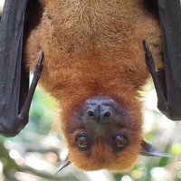 Buy canvas prints of  Up close and personal with a fruit bat by Mark McDermott