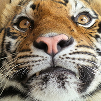 Buy canvas prints of  Tiger Tiger Burning Bright by Mark McDermott