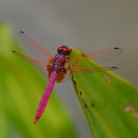 Buy canvas prints of  Pink Dragonfly by Mark McDermott