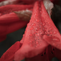 Buy canvas prints of Rhododendron garden by Leon Conway